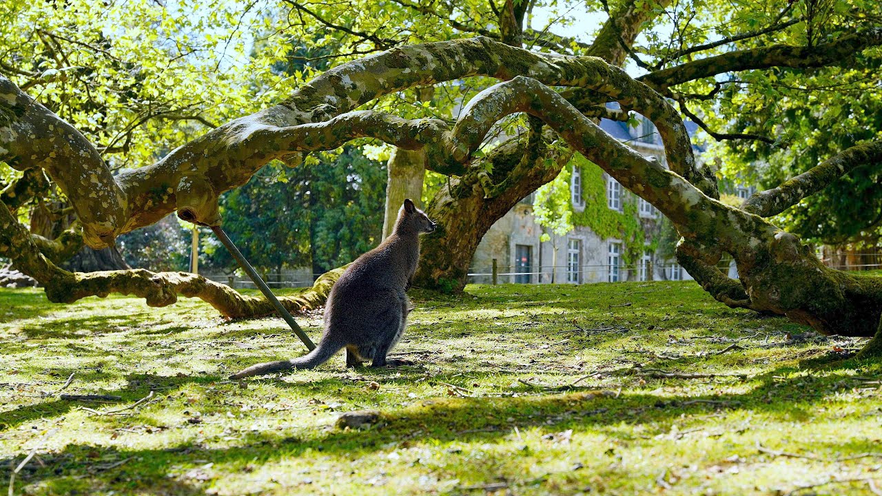 Parc animalier et botanique de Branféré