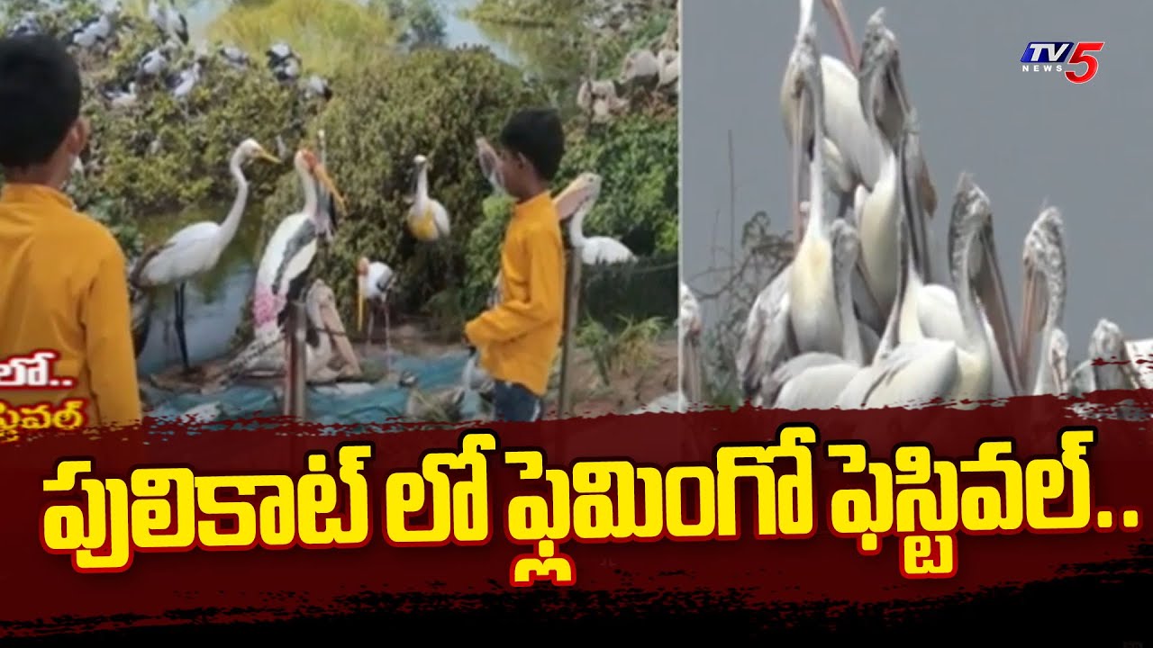 పులికాట్ లో ఫ్లెమింగో ఫెస్టివల్..| FLamingo Birds Festival | Sullurpeta | Nellore | TV5 News