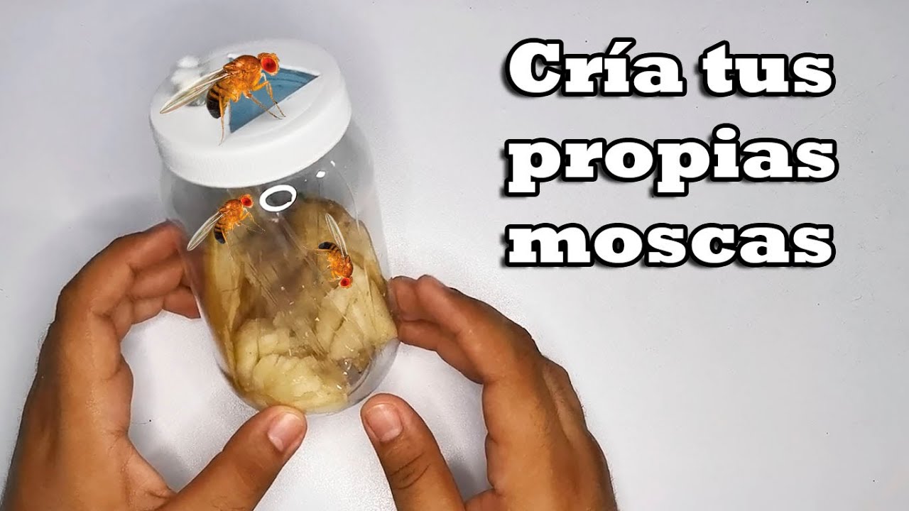 Como criar tus propias moscas de la fruta como ALIMENTO VIVO
