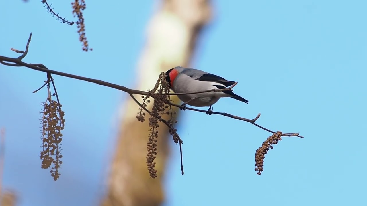 ウソのお食事