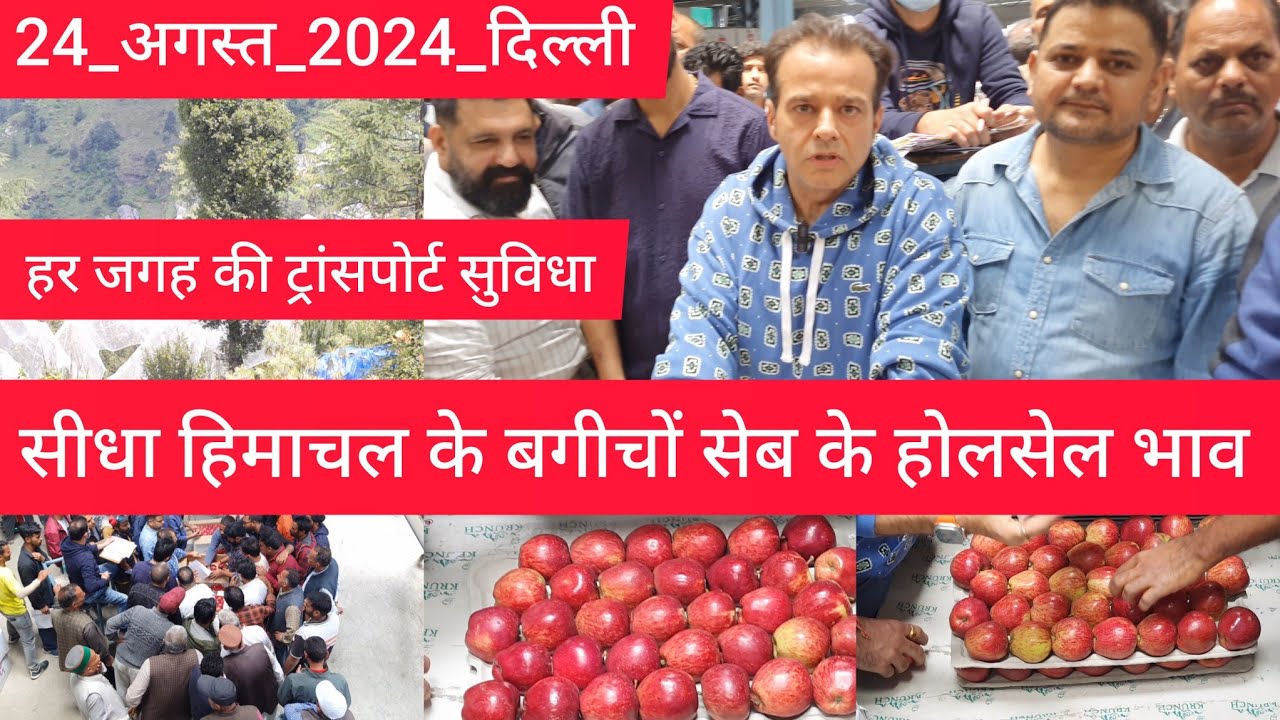 August 24, 2024 शिमला किन्नौर सेब सीधा बगीचों से लाइव खुली बोली यहां मिलेंगे मनपसंद सेब apple market