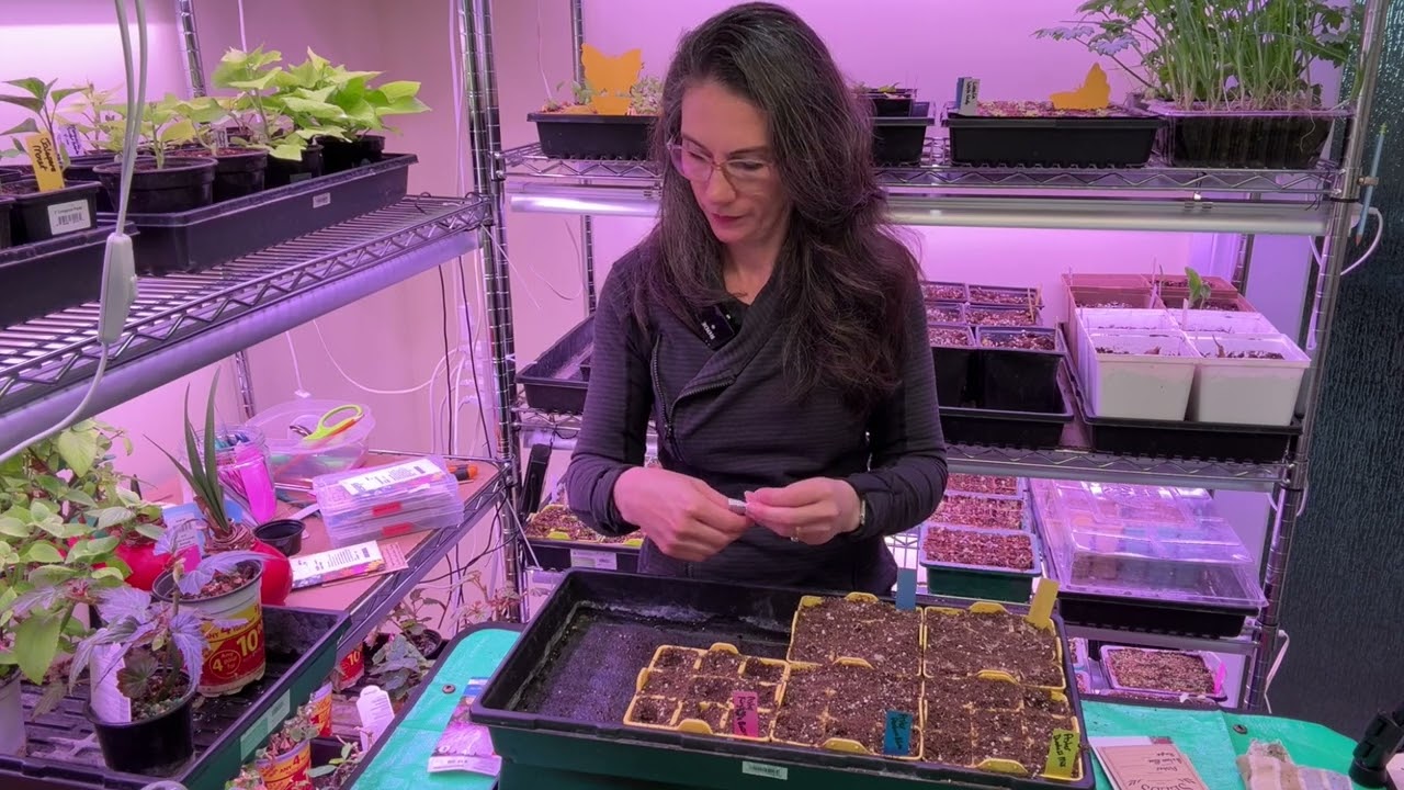 Sowing Asters, Nigella, Alyssum, and Candytuft