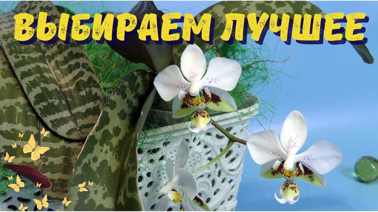 Выбирай – не прогадай! Знаменитые пестролистные орхидеи и секреты ухода за ними
