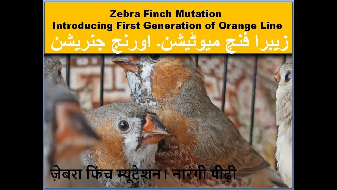 Zebra Finch Mutation Introducing my First Generation Orange Line | Finches | Finch breeding Setup