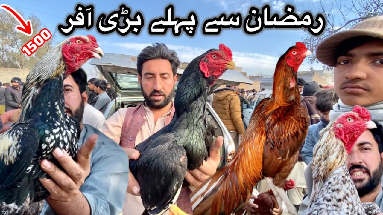 Ramzan sy pehle bari offer |aseel murga mandi cheap rates |