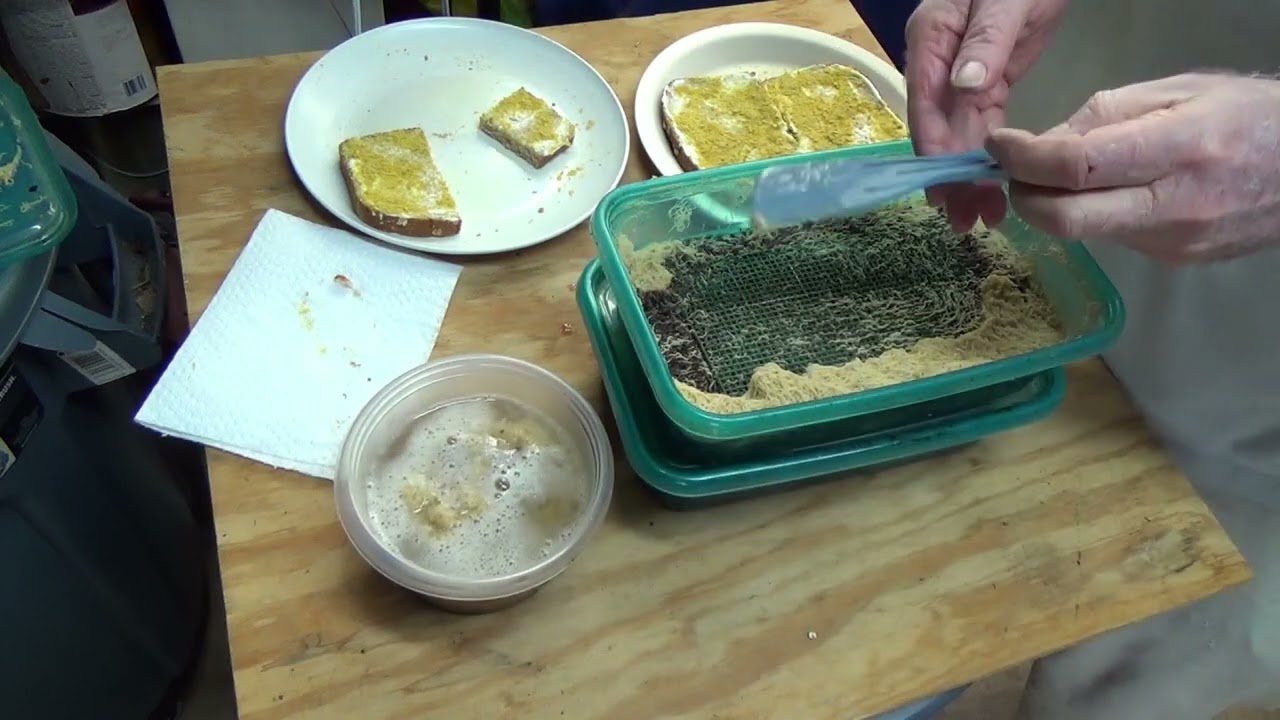 Whiteworm super harvest : The method works and works.