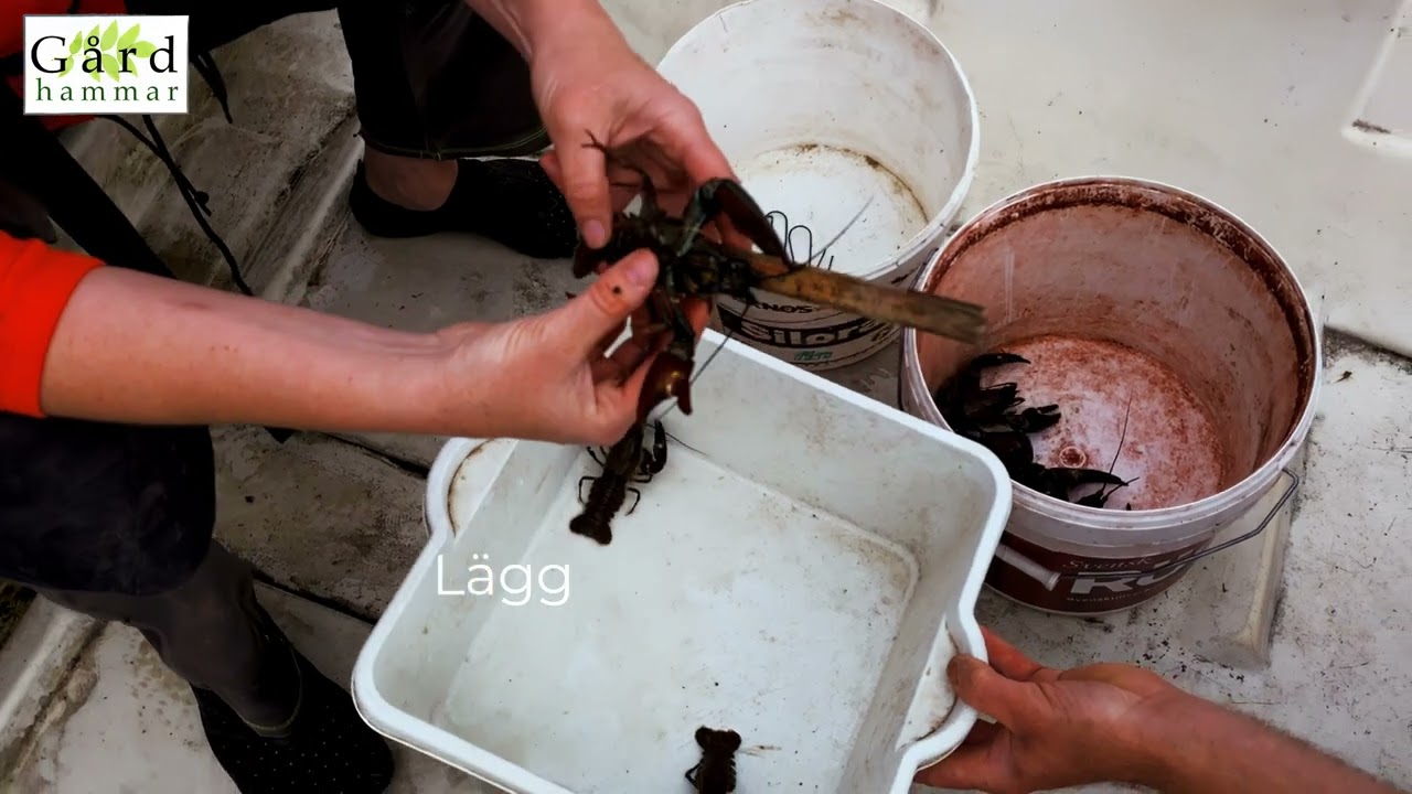 Hur går kräftfiske till? Martin på Gårdhammar, vid Hjälmaren i Arboga går igenom instruktionerna.