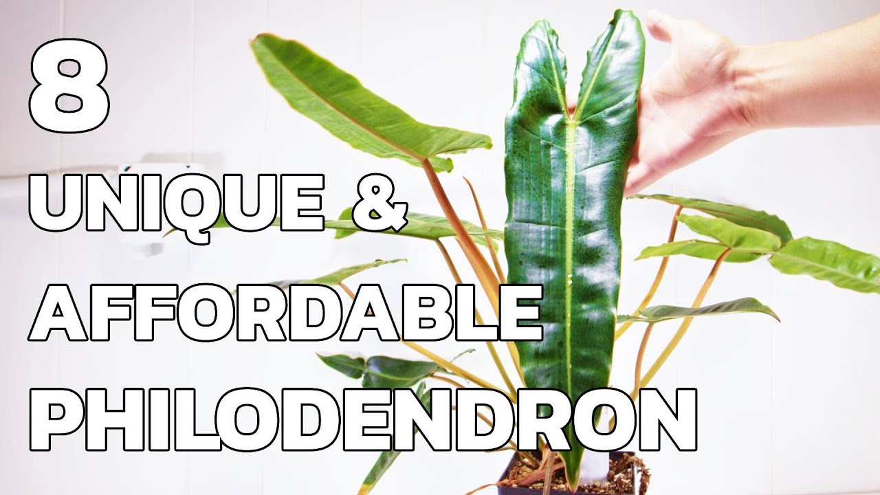 8 Unique And Affordable Philodendron Varieties