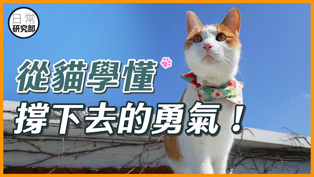 環境再惡劣，貓都不會放棄做自己！