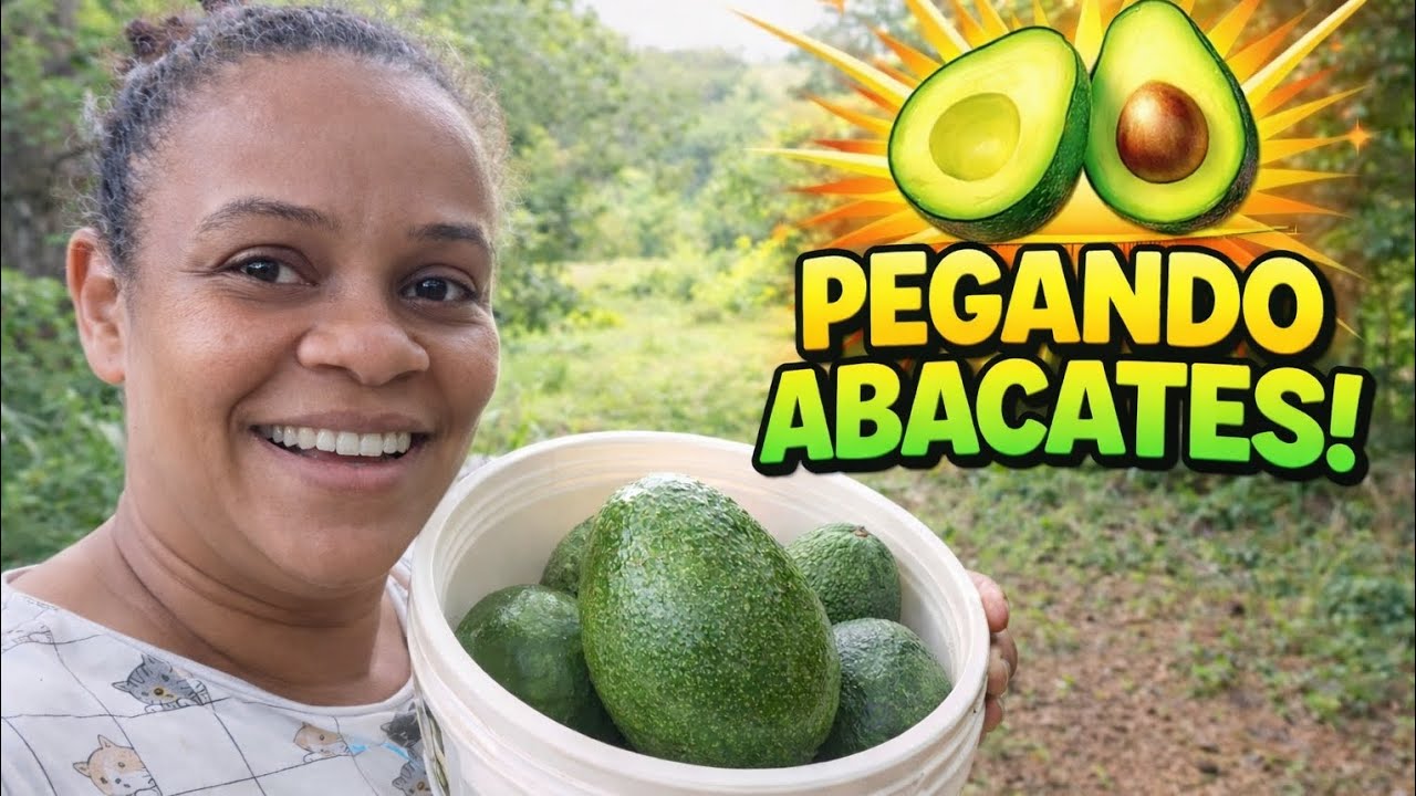 BUSCANDO ABACATE NA ROÇA