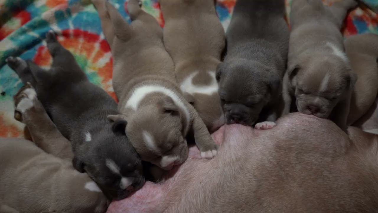 3 week puppy update 🐶