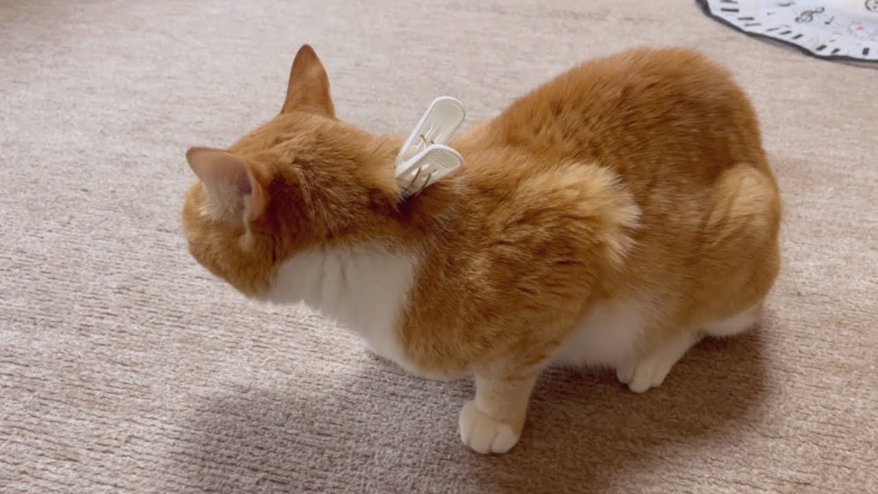 凶暴猫の爪切りは洗濯バサミを使えば出来ると聞いたのでやってみたw