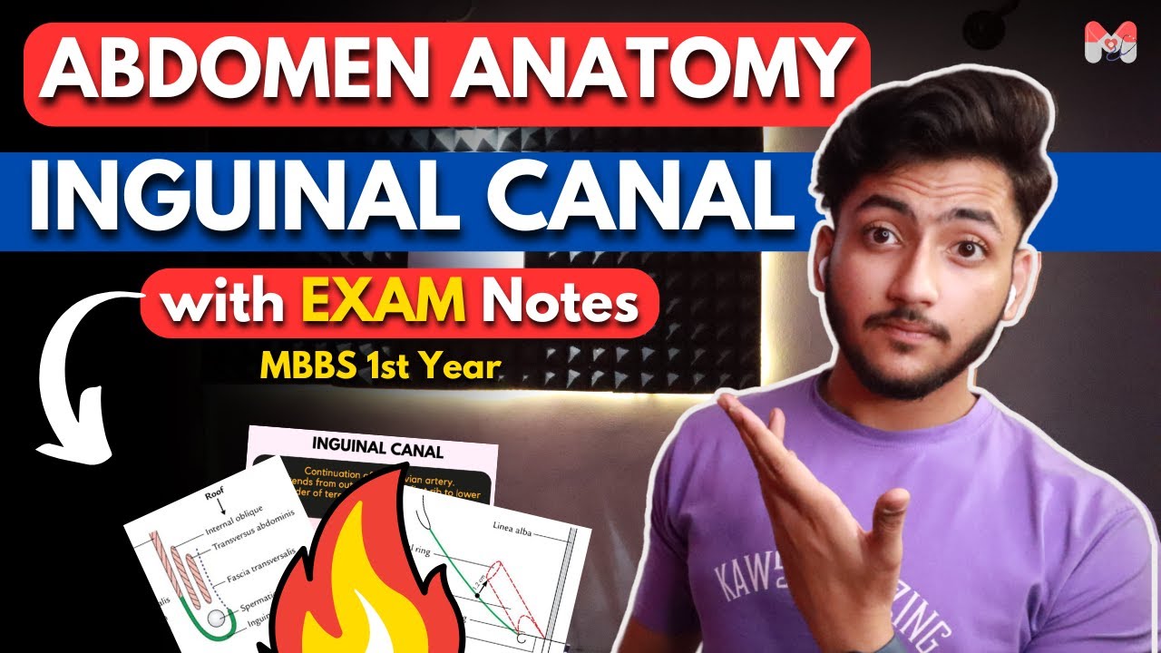 Abdomen Anatomy- Inguinal Canal | MBBS 1st Year | Full Explanation with Exam Notes | MBBS World