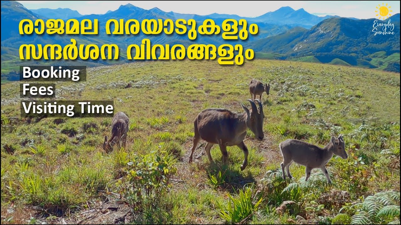 Eravikulam National Park | Rajamala | Best Places To Visit In Munnar Kerala | Malayalam Travel Guide