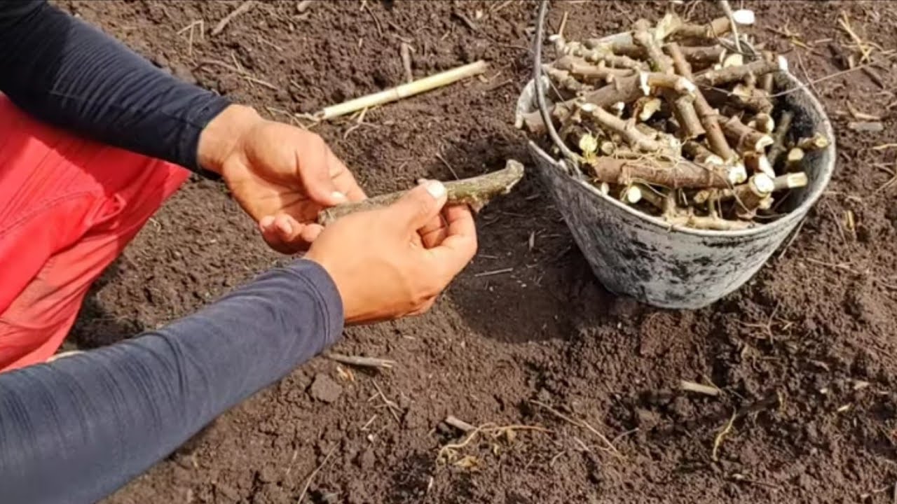 fazendo uma nova roça de macaxeira + plantando milho + plantando feijão