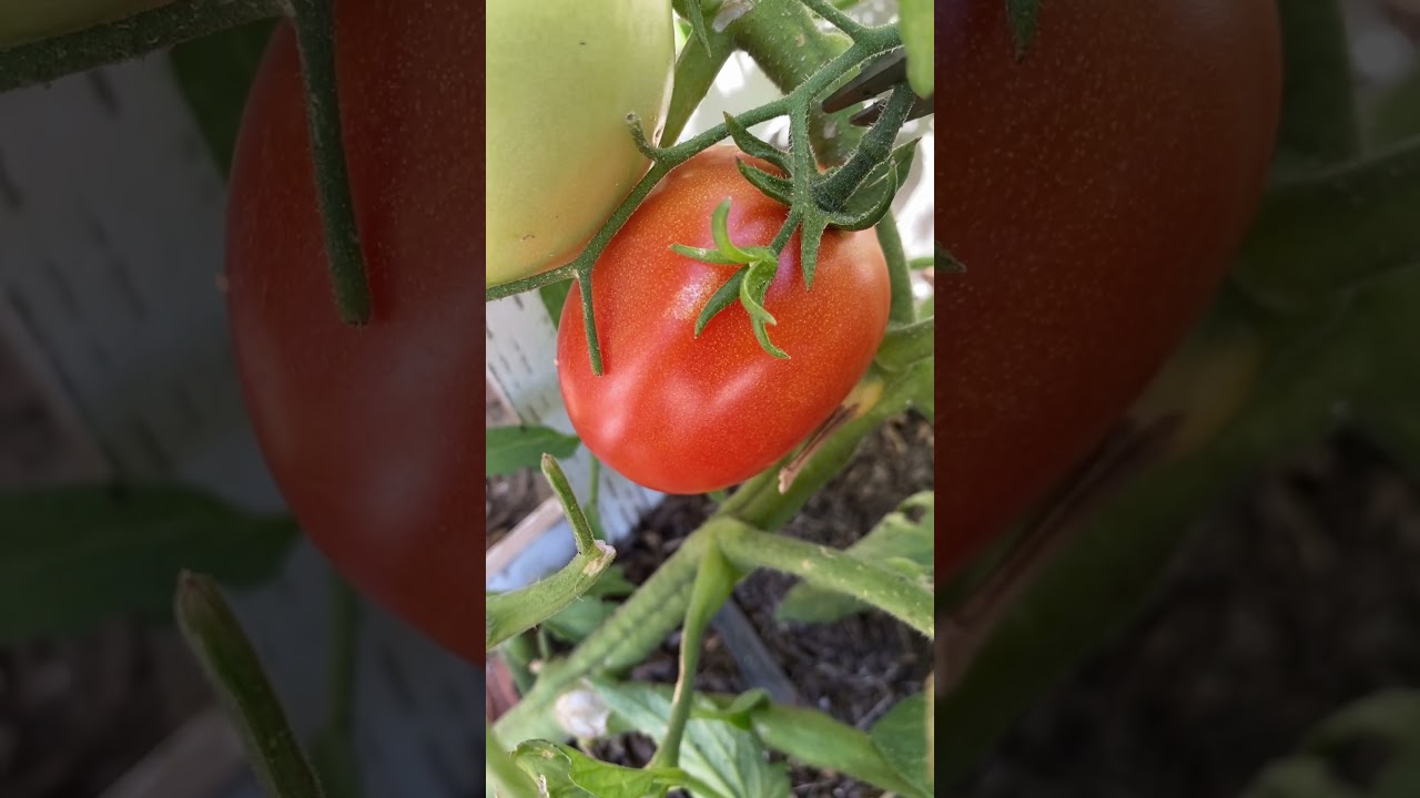 Harvesting roma tomatoes #shorts