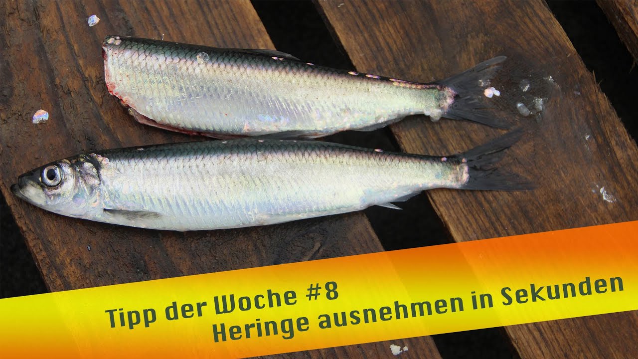 Tipp der Woche #8 Heringe ausnehmen in Sekunden