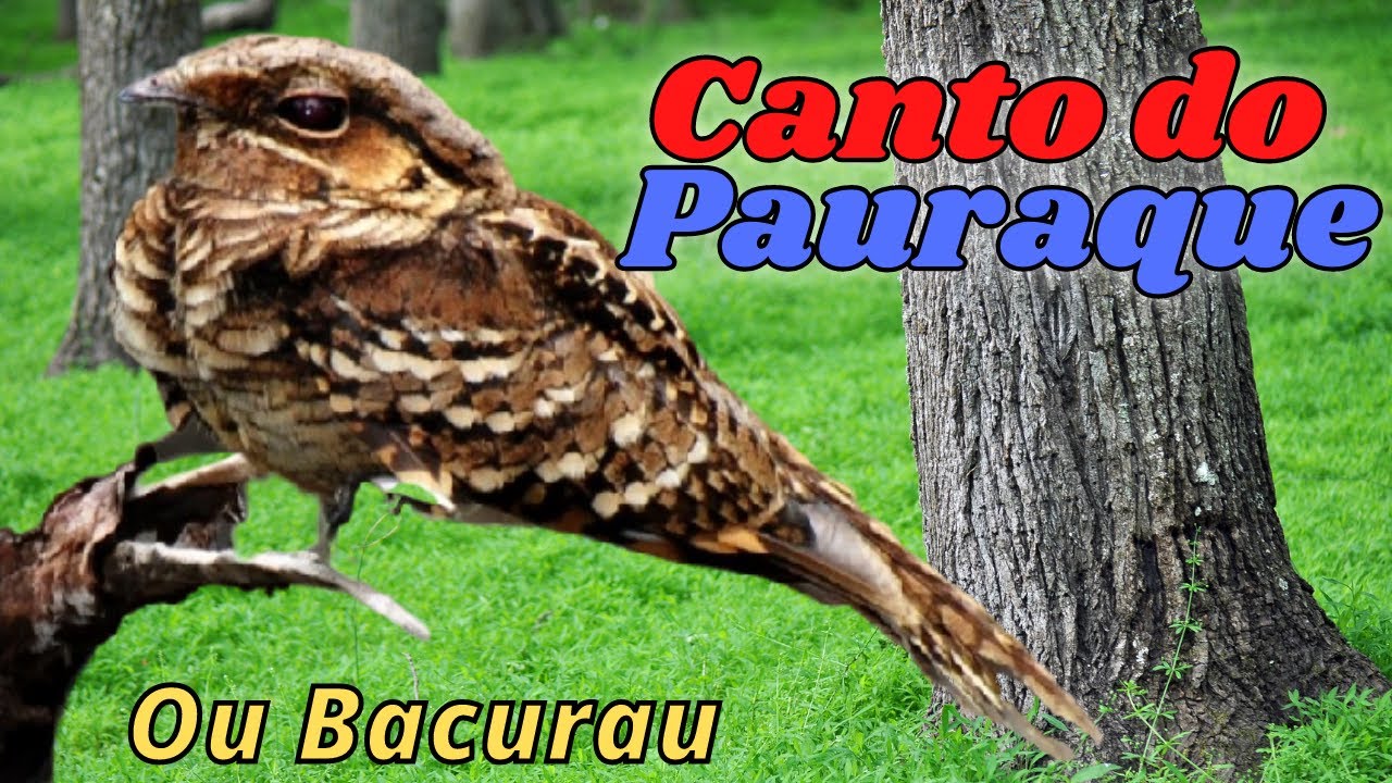 Canto do Pauraque ou Pauraque Comum ou Bacurau, Sons e Cantos Dos Pássaros e Aves!