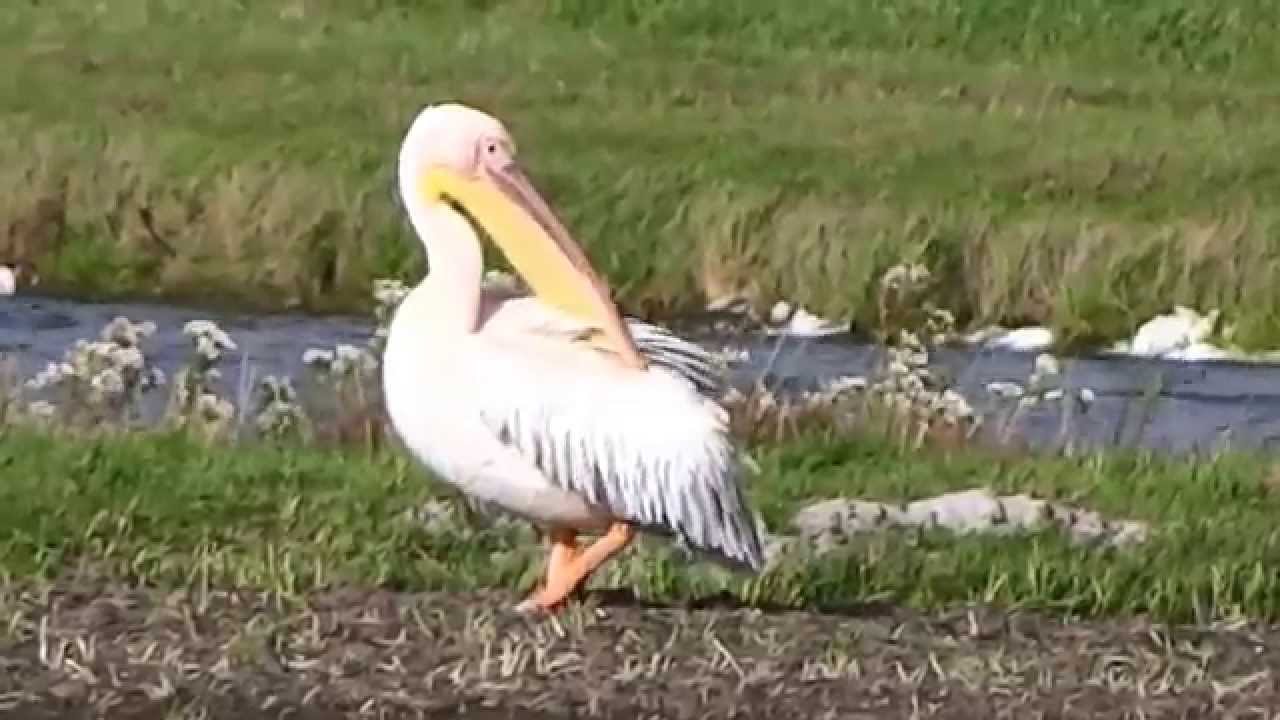 Rare Zeldzaam: Great White Pelican / Roze Pelikaan (Pelecanus onocrotalus)