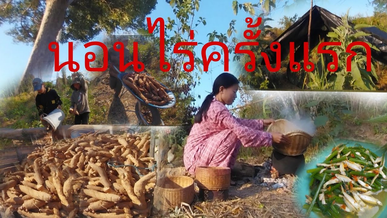 28 มกราคม ค.ศ. 2026แกงปลาชิวใส่ผัก[ແກງປາຊິວໃສ່ຜັກ]