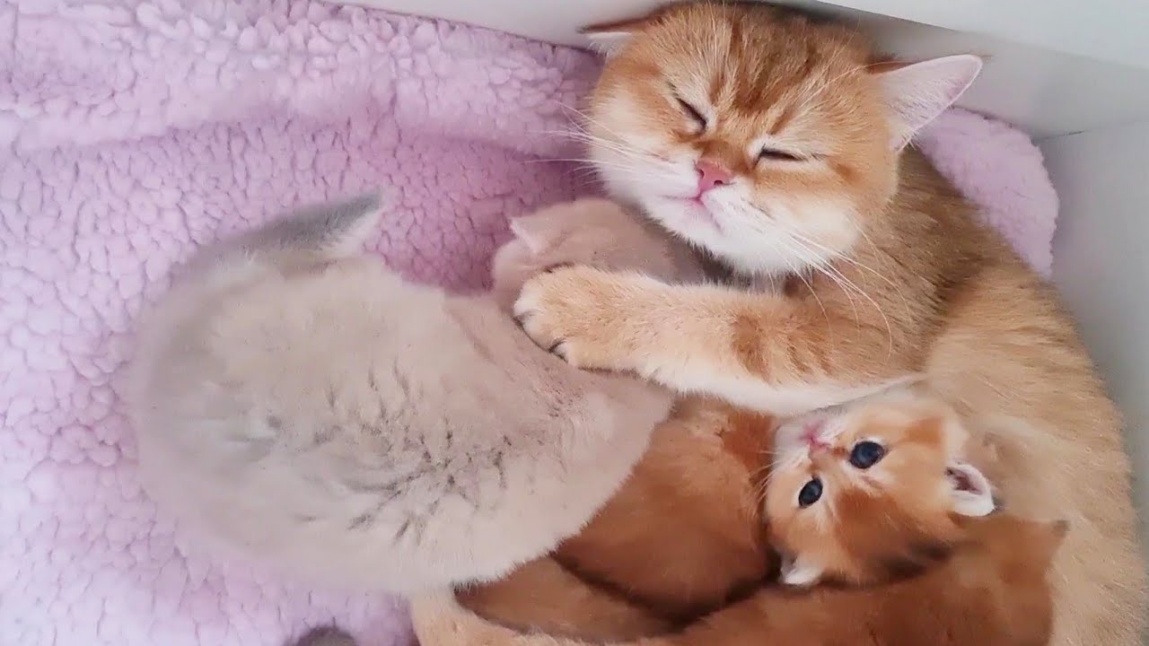 Мама-кошка так сильно любит своих сладких пирожков😻