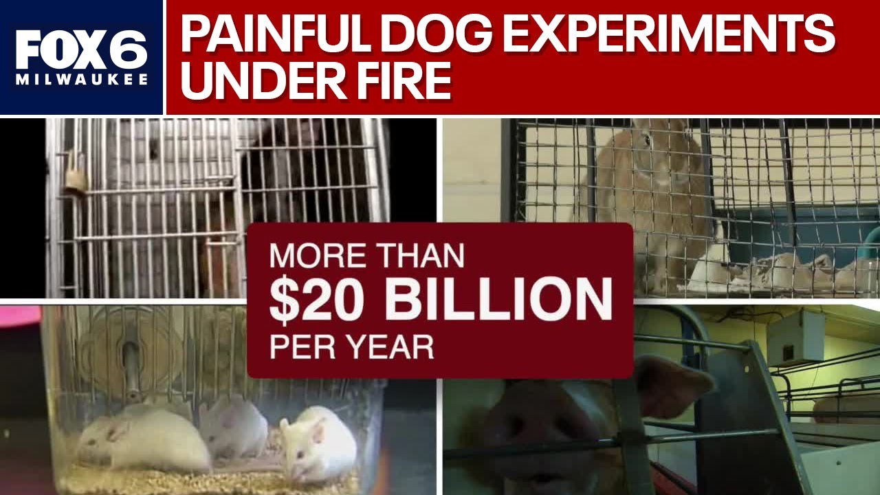 Experiments under fire as Wisconsin breeder remains under scrutiny | FOX6 News Milwaukee