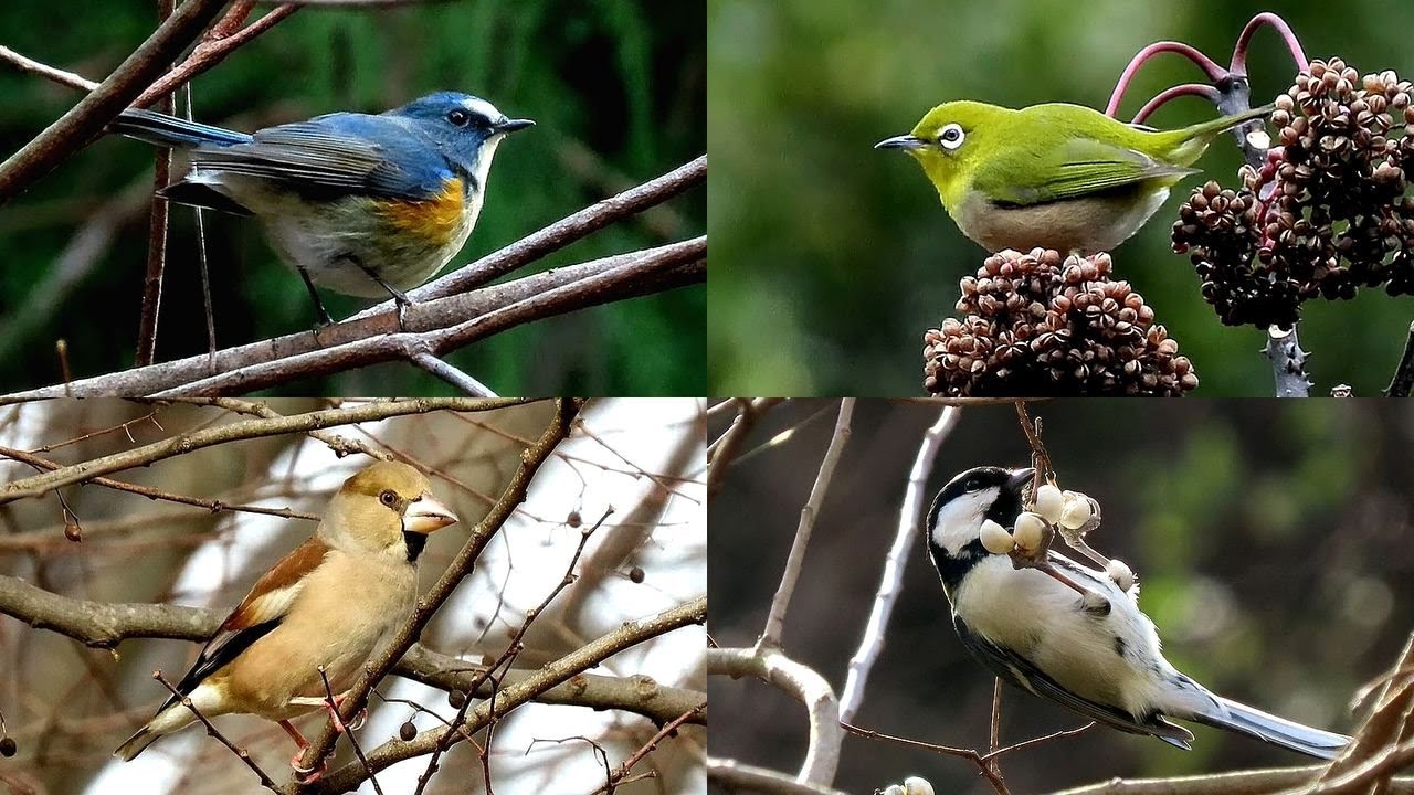 探鳥散歩 2025.12.25-30 冬鳥や漂鳥など18種の野鳥を拾い撮り　西美濃各地の林縁や河川敷を歩く