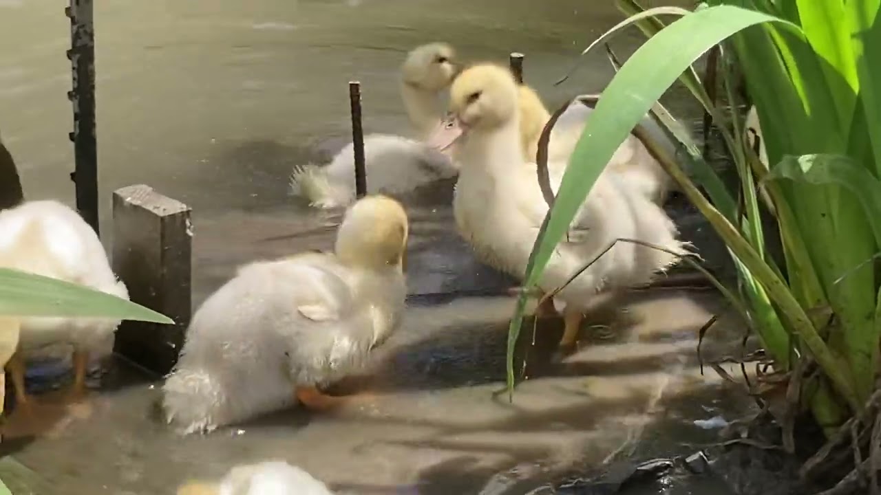 Baby Peking Ducks learn to Swim