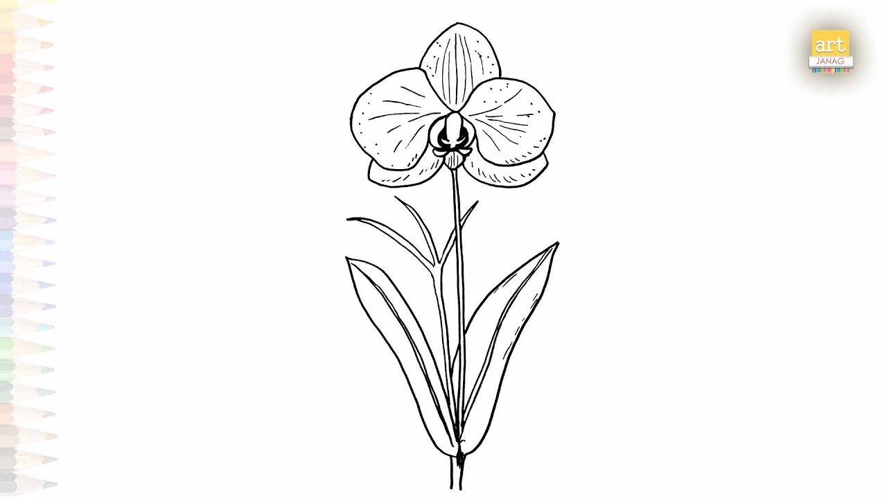Orchid flower drawing easy | Art tutorial | How to draw an Orchid flower step by step | #artjanag