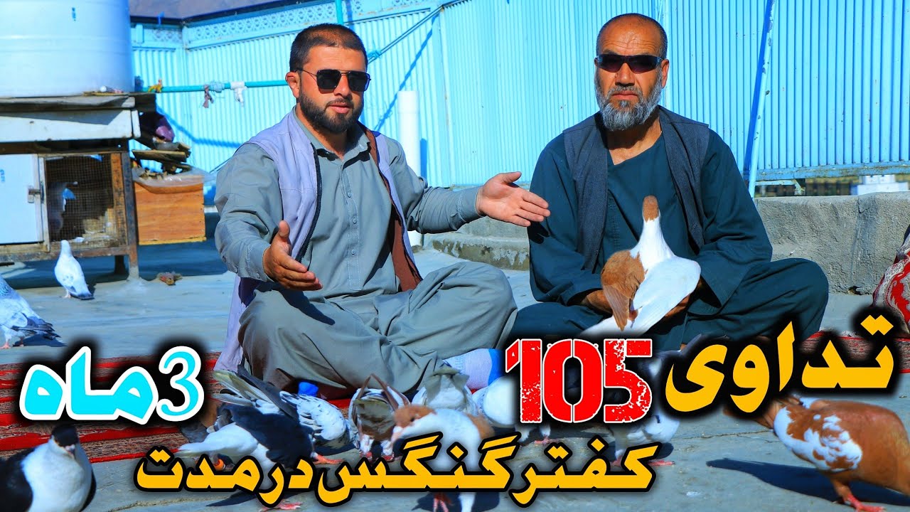 تداوی کفتر کله گنسگ توسط کاکا داود- شوقی قدیم کابل | Unique pigeons treatment by Kaka Dawood