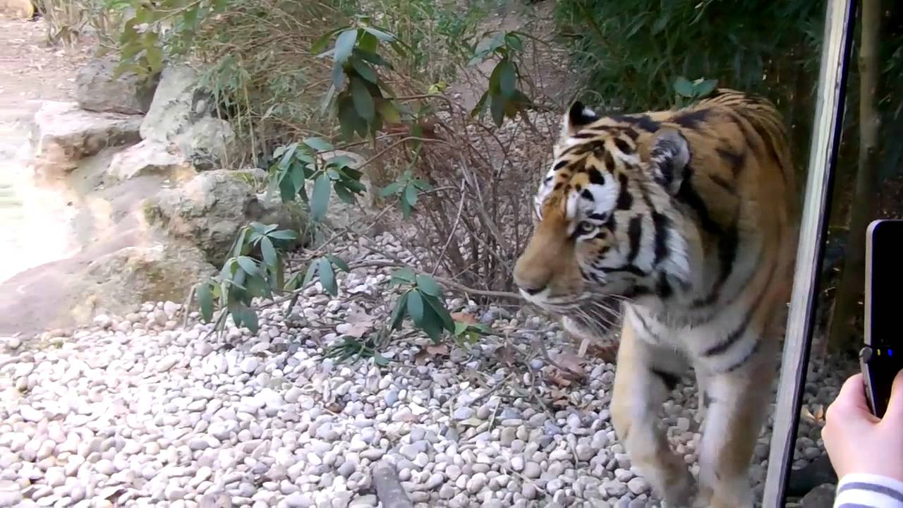 Tigre e Leopardo delle nevi al Parco Naturaviva di Bussolengo Verona