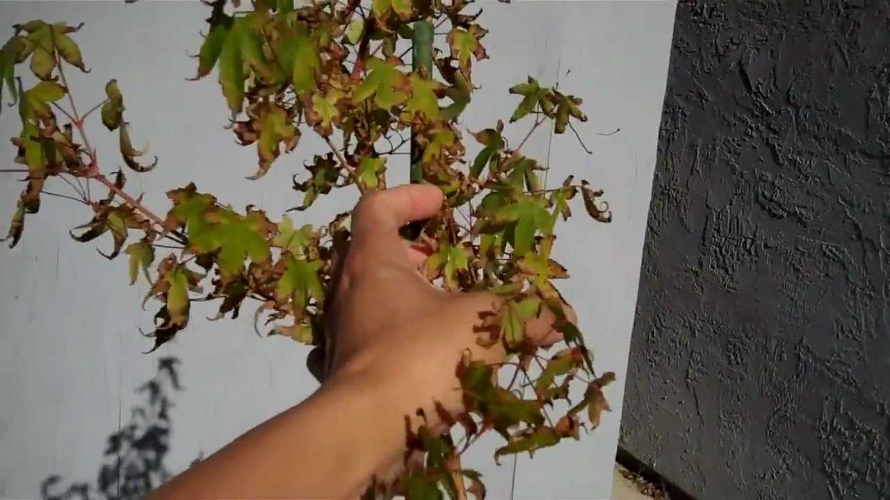 how to deal with sunburn Japanese Maple leaves by deleafing (defoliate)