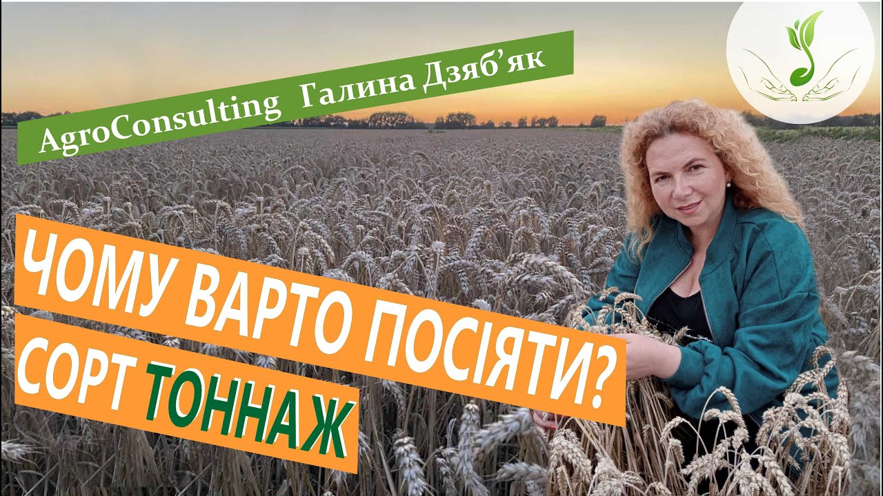 Сорт озимої пшениці Тоннаж. Чому варто посіяти?