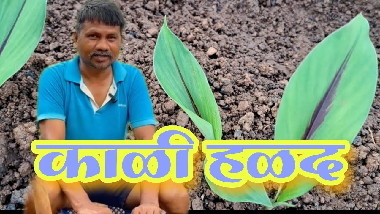 काळी हळद l काळ्या हळदीची लागवड कशी केली बघा l काळी l सेलम l जांभळी l आंबे हळद लागवड देवगड सिंधुदुर्ग