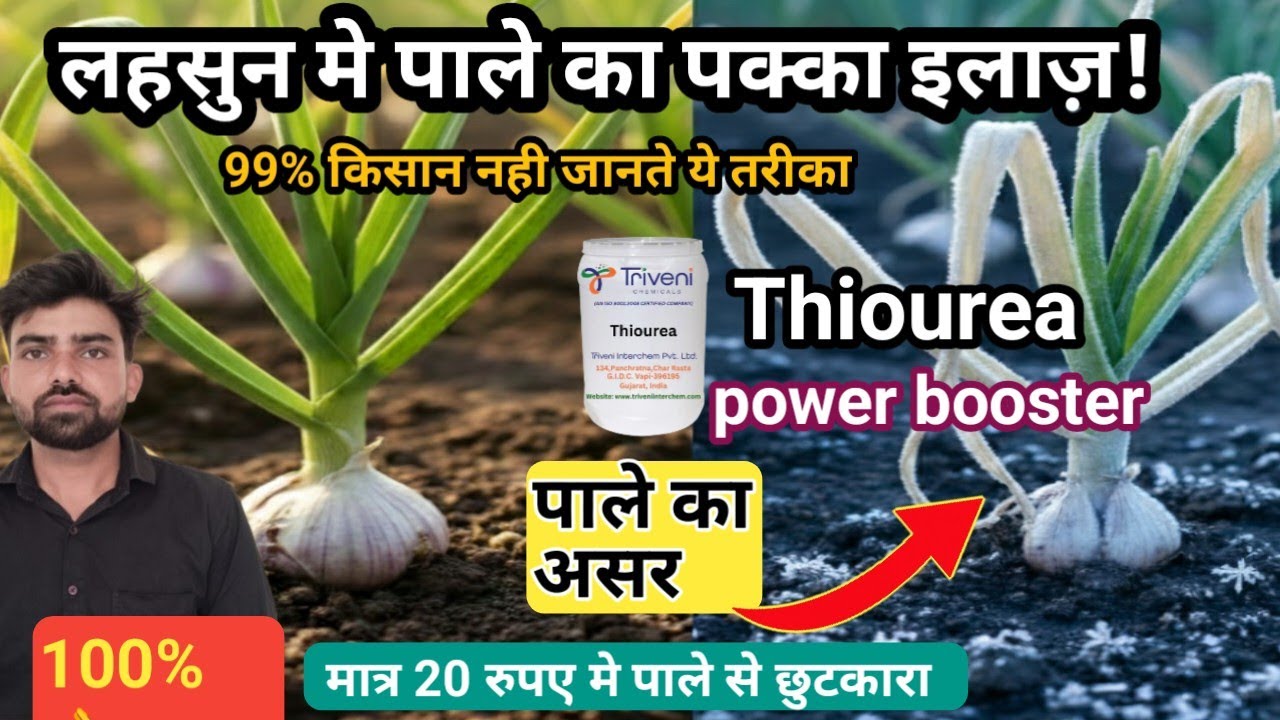 Lahsun ko Pale (Frost) se bachane ka tarika|Thiourea Use in Garlic | #Frost | #lahasun |farming