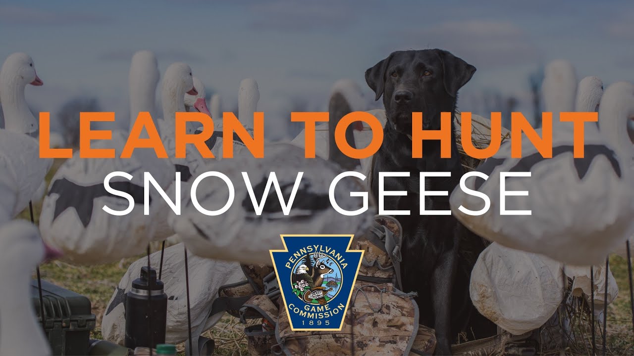 Learn to Hunt: Snow Geese