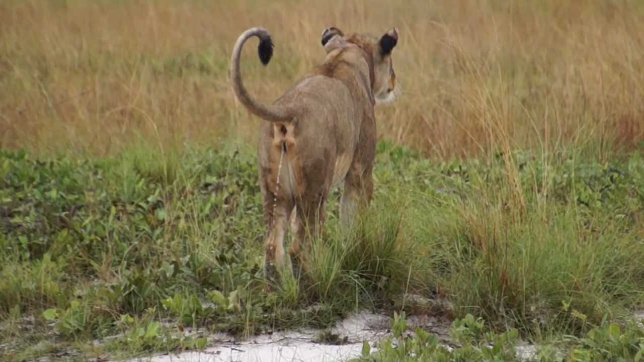 Lady Liuwa and young lioness, Liuwa Plain National Park, Zambia, November 27, 2012.