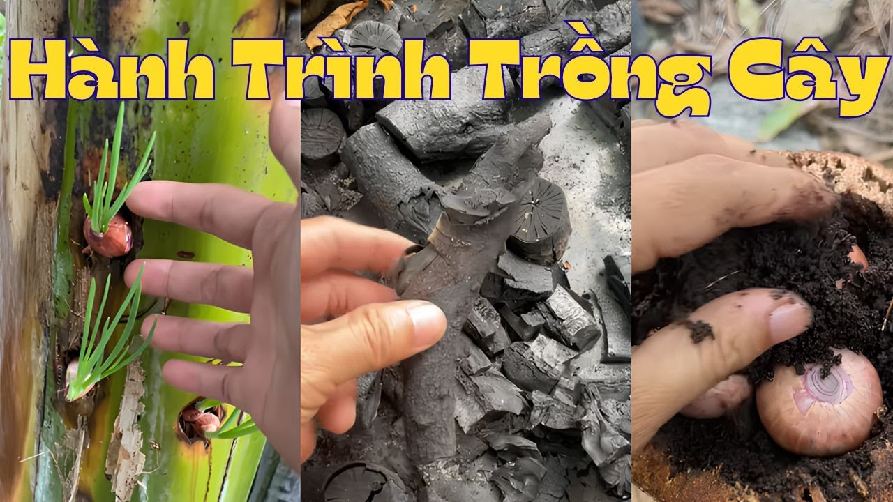 Tổng hợp video hay phần 10: Hành trình trồng cây của mình chưa bao giờ là suông sẻ