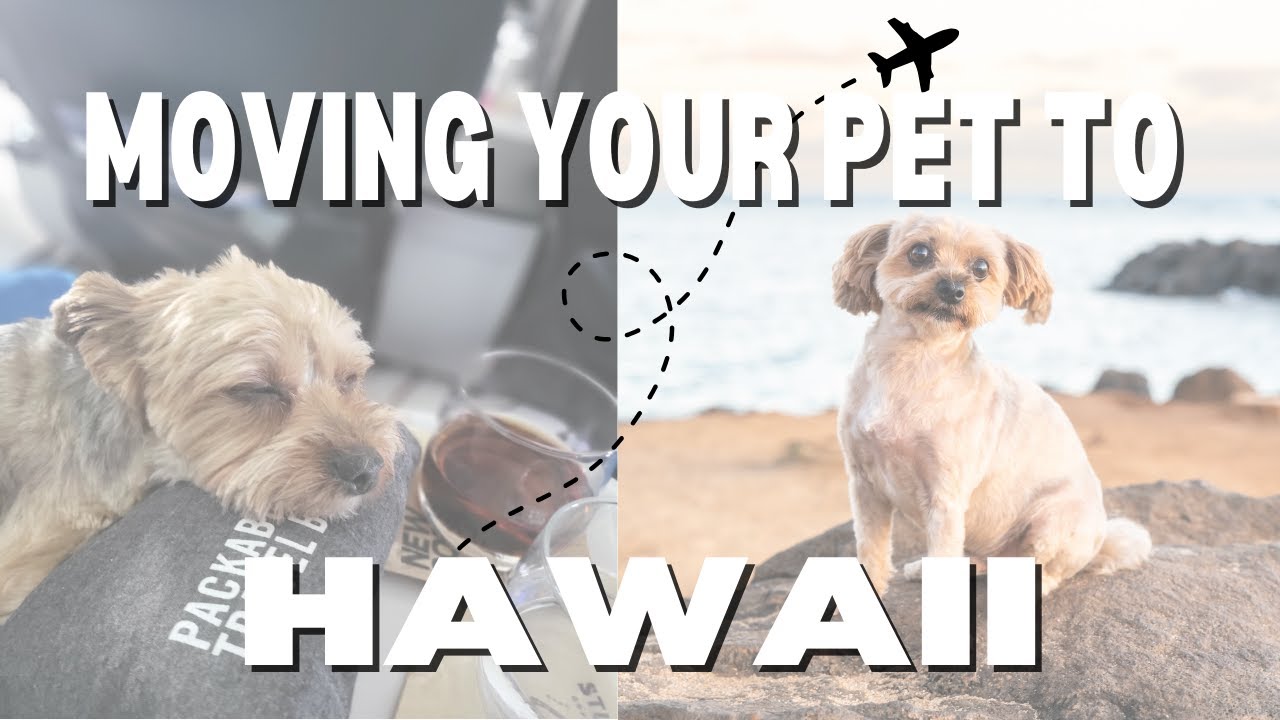 Moving your pet to Hawaii: AVOID QUARANTINE
