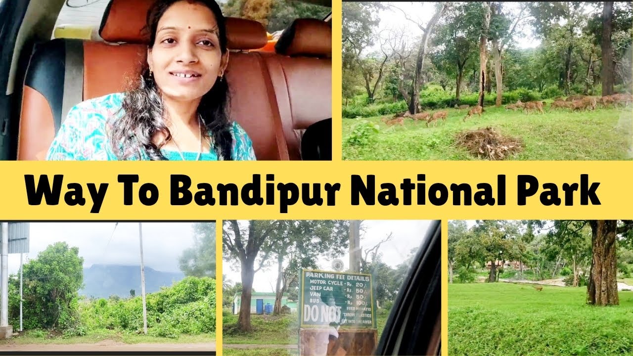Way to Bandipur National Park/Mysore to Ooty Road Trip Via Bandipur National Park 