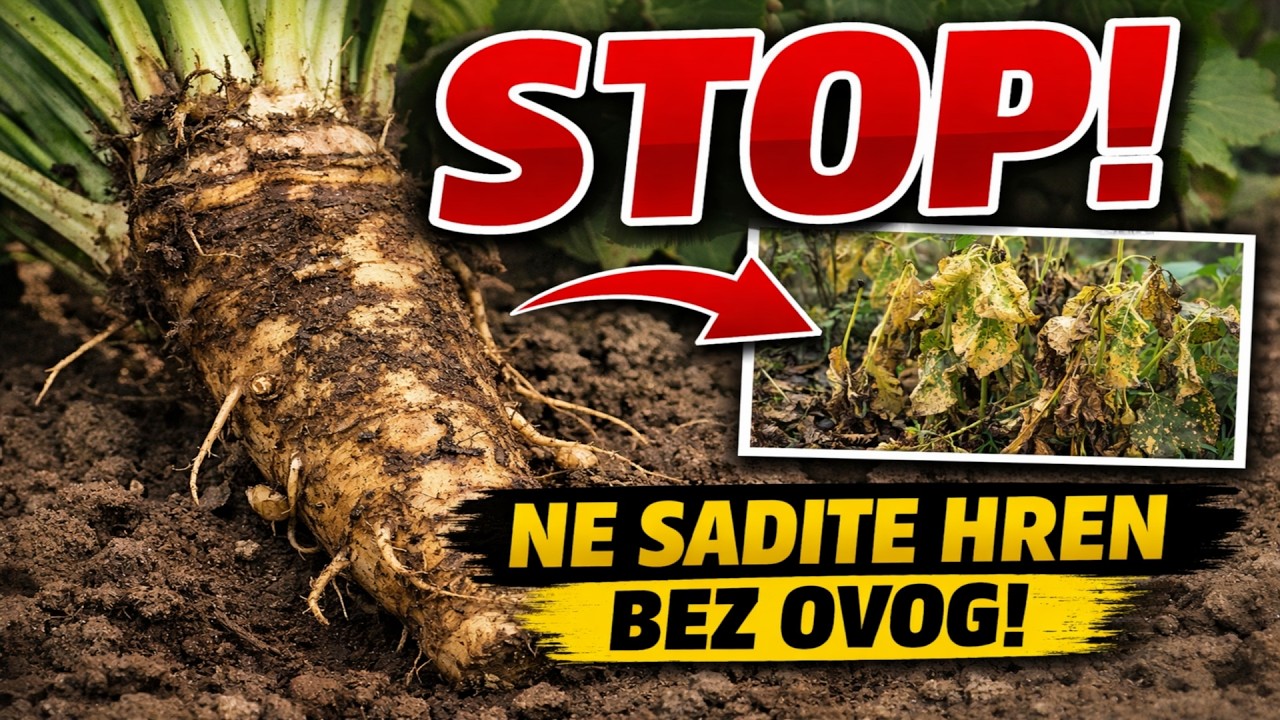 HREN: Ne Sadite Ga Prije Nego Što Pogledate Ovo! | 8 Tajnih Moći Za Vaš Vrt