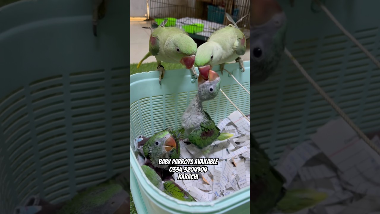 Baby Alexandrine #babyparrot #rawparrot #karachi #pakistan #goluandmimmi