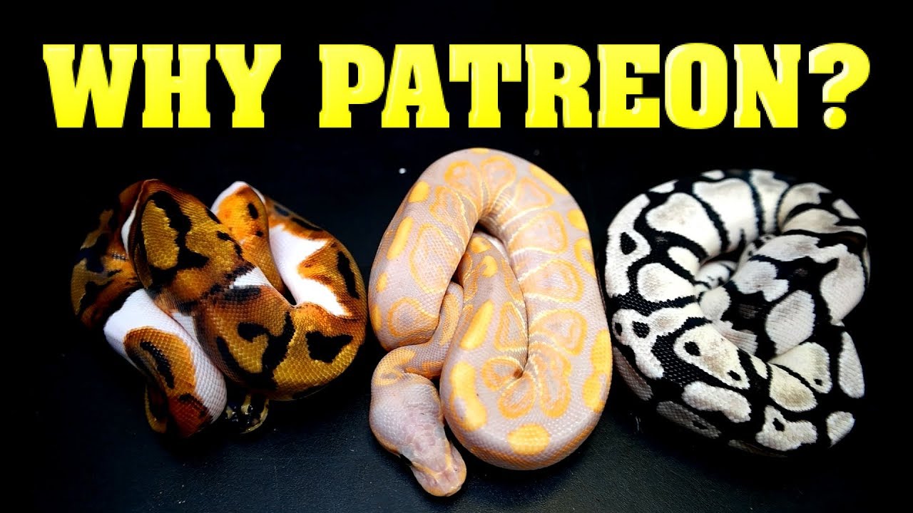 Why Patreon?  What is it?  How to buy our SNAKES!