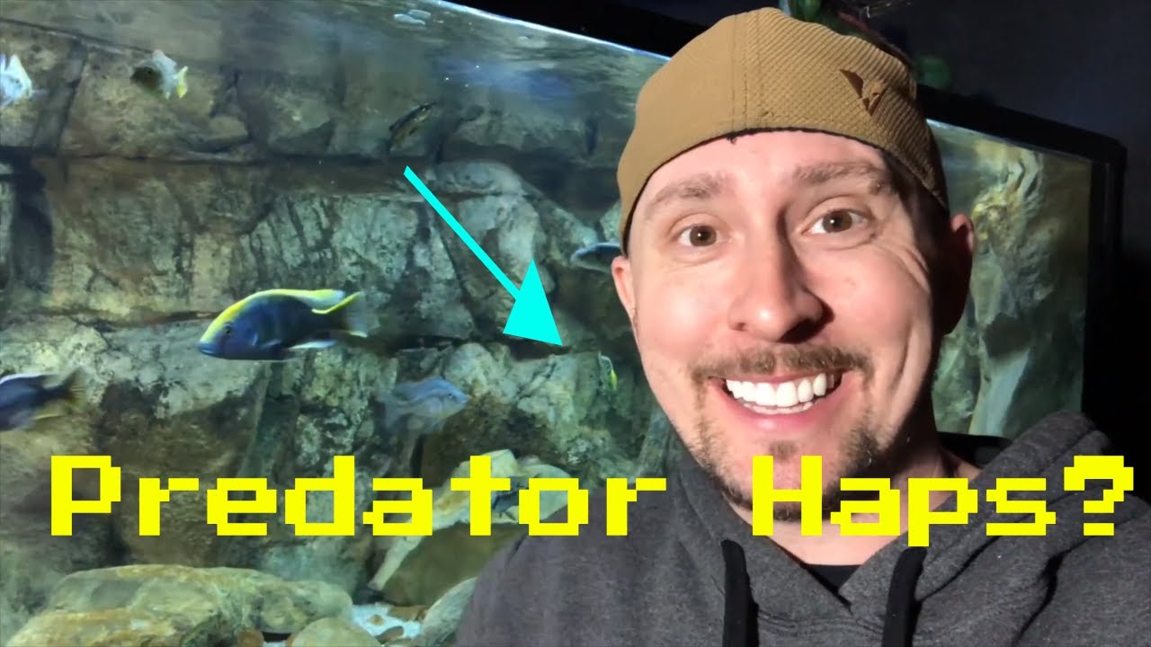 How to keep PREDATOR HAP Cichlids