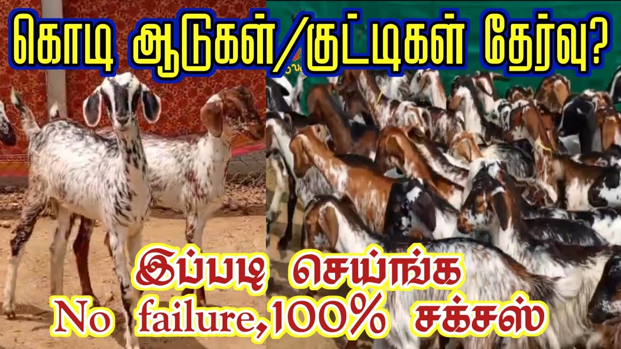 100% சக்சஸ் /ஆடு வளர்ப்பில் தோல்வி ஏன்? இத ஃபாலோ பண்ணுங்க