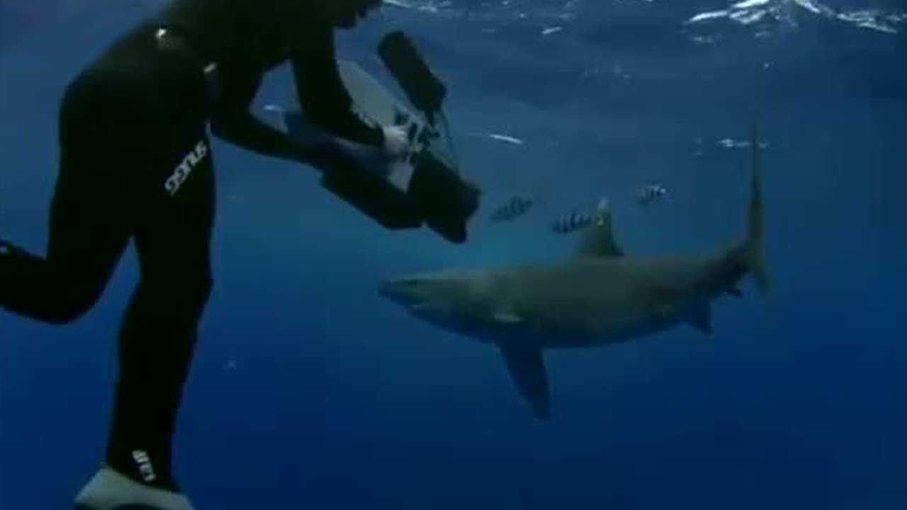 Surrounded by Oceanic White Tipped Sharks | Planet Earth | BBC Studios