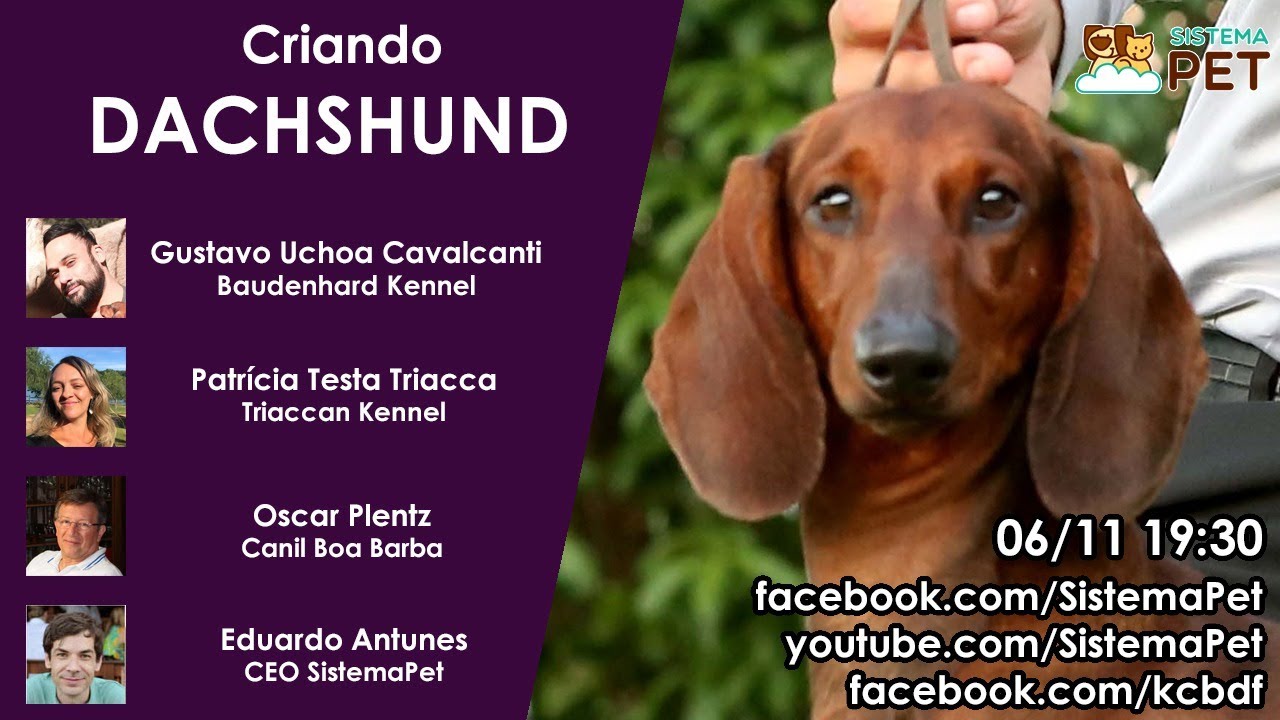 Criando Dachshund