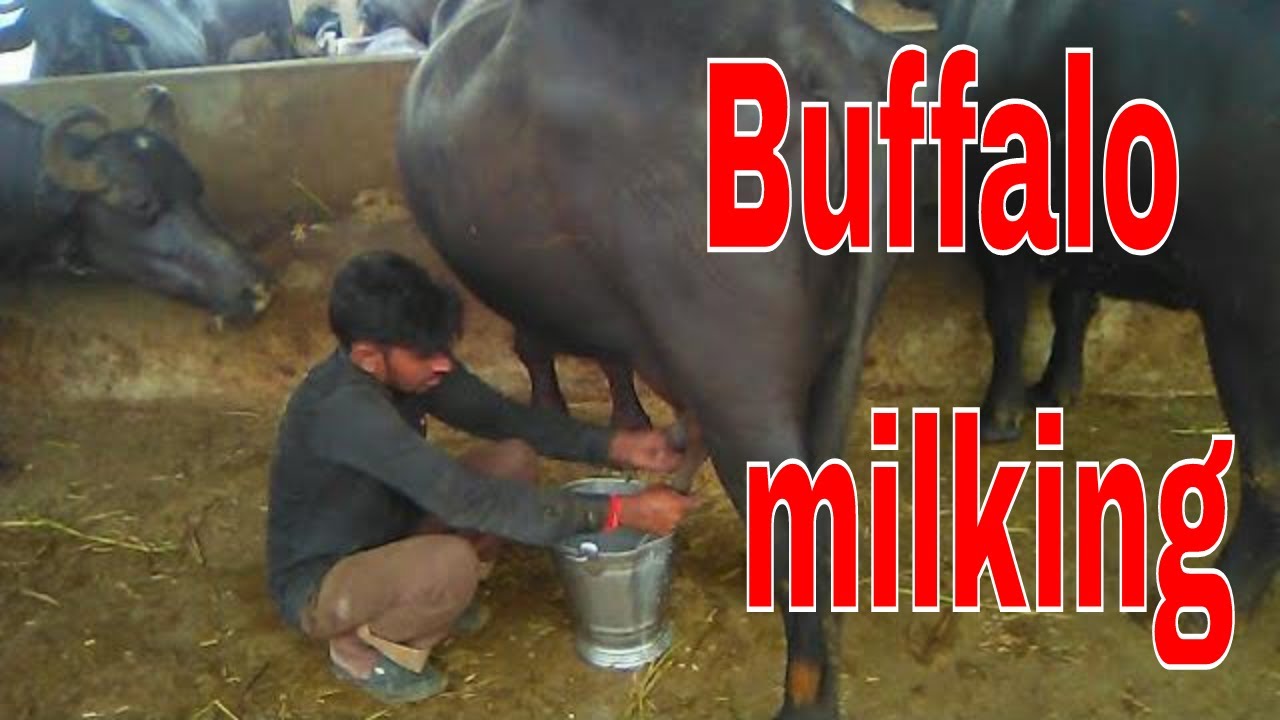 Bani breeds milking  buffalo heavy weight and heavy milker.|| bani buffalo it  breeds heavy  milker.