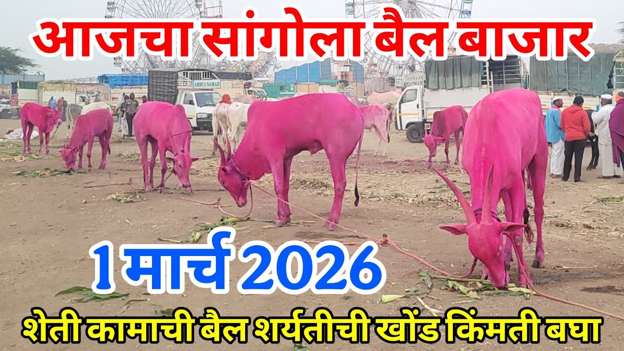 आजचा सांगोला बैल बाजार 1 मार्च, शेती कामाची बैल शर्यतीची वासर किंमती बघा Sangola bail bazar 