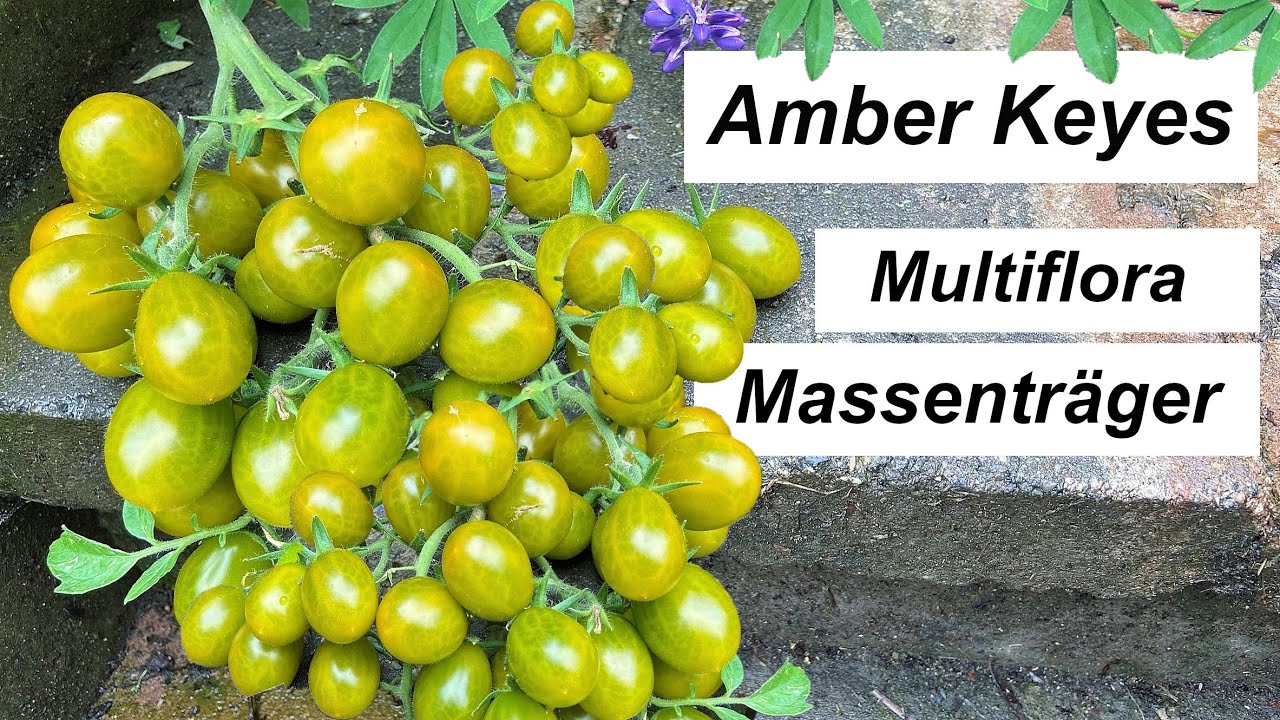 Amber Keyes - Massenträger mit riesigen Rispen - Multiflorasorte!